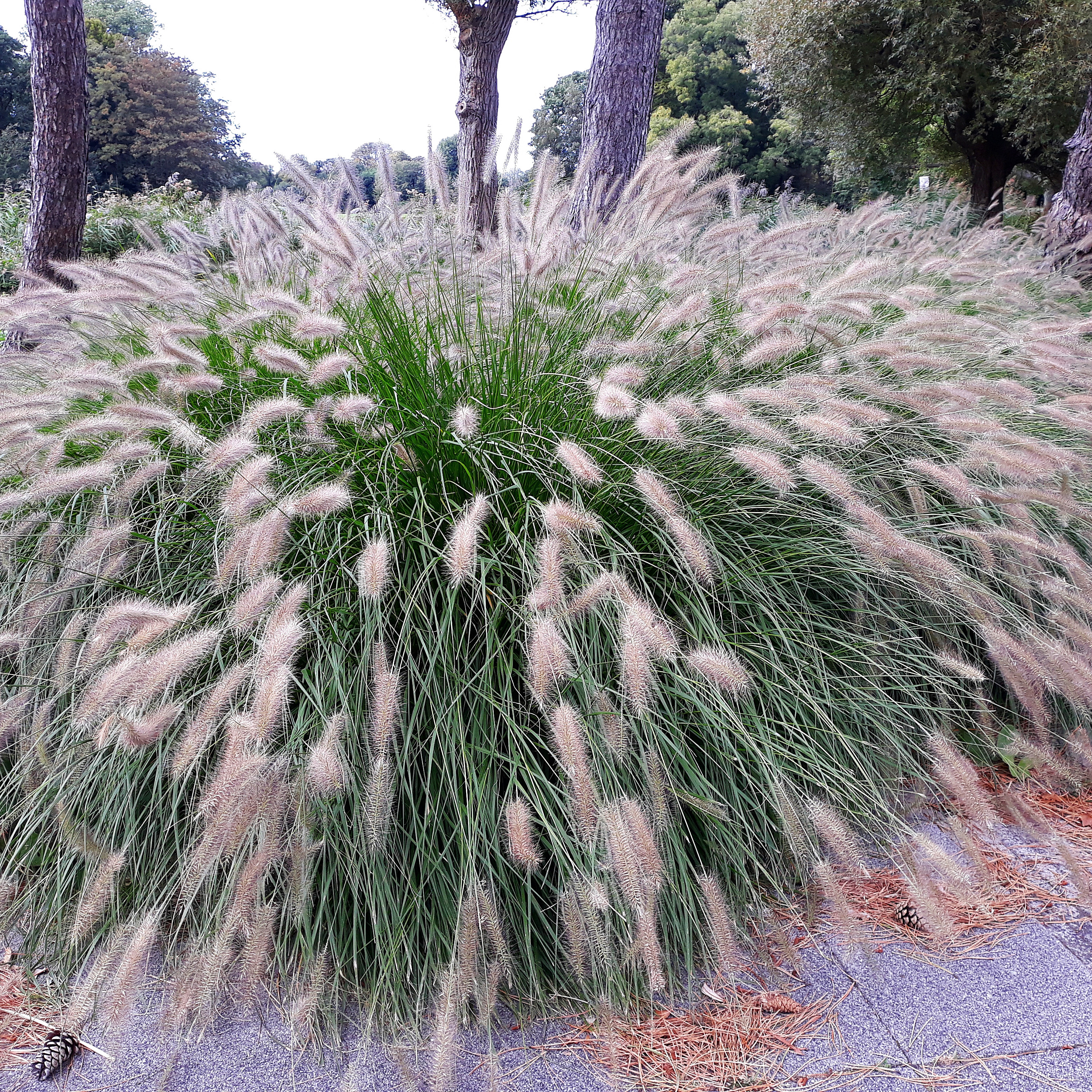Prydnadsgräs Omnia Garden Lampborstgräs Hameln