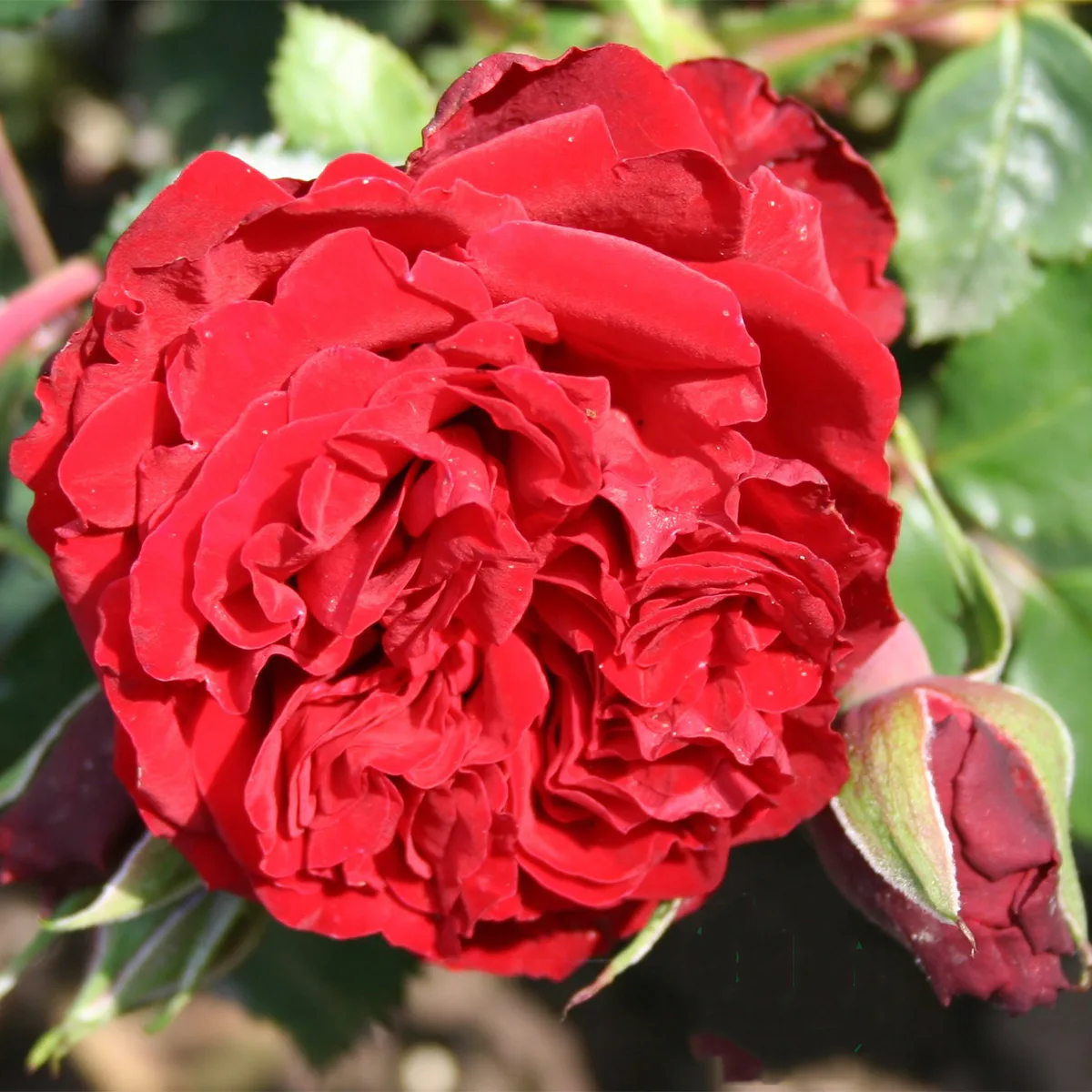 Storblommig Klätterros Omnia Garden Crazy in Love Red