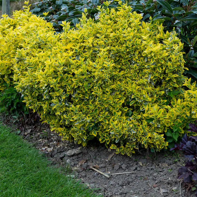 Klätterbenved Omnia Garden Marktäckande Gulbrokig Emerald'n'Gold