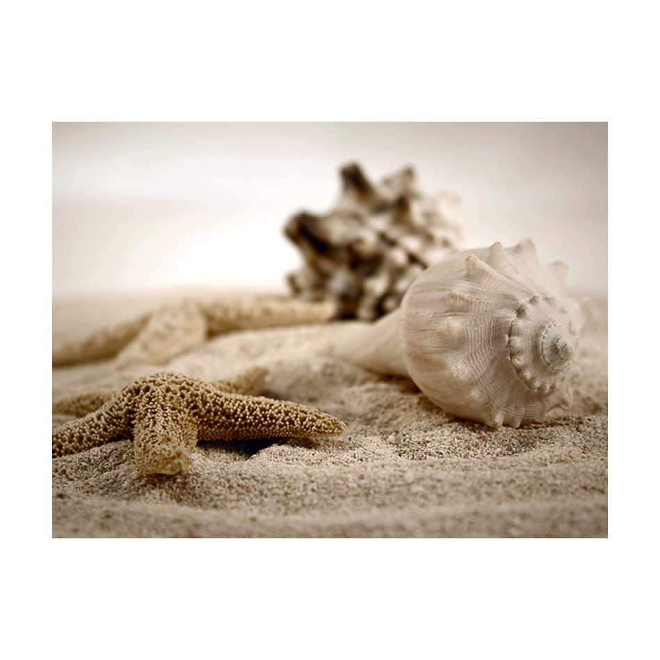 Strand och mussla 300x231 Storlek: 300x231 cm