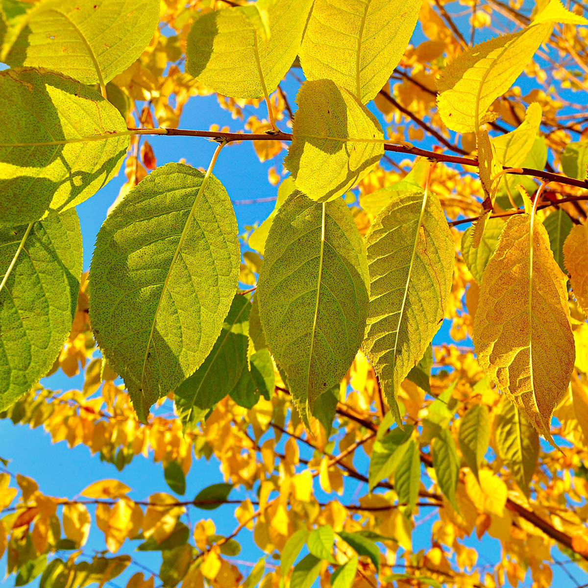 Näverhägg Omnia Garden Högstamsträd 300-400 cm, Frilandsodlad Alleträd, Vit Blomning