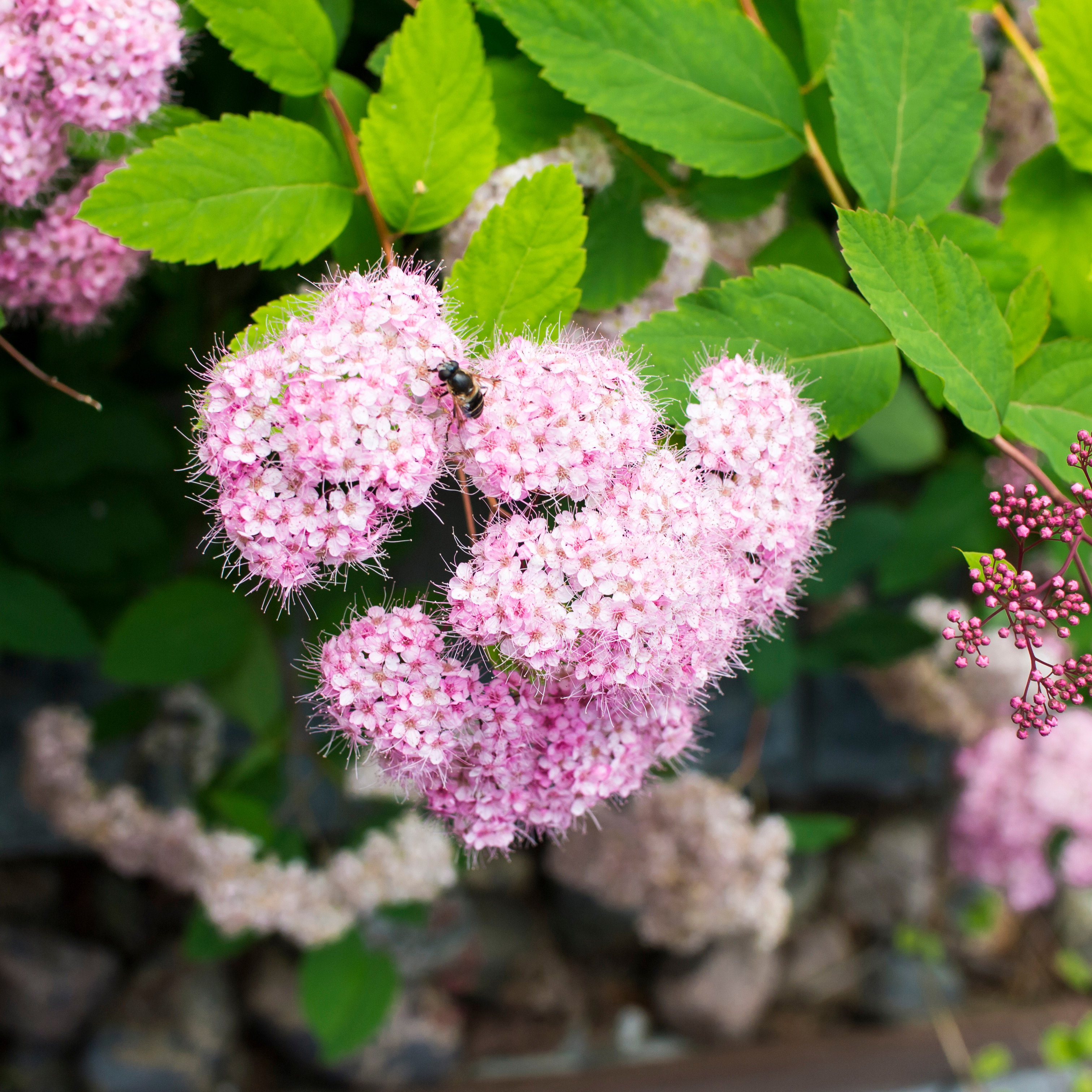Häck Omnia Garden Dvärgpraktspirea 10-20cm Krukodlade