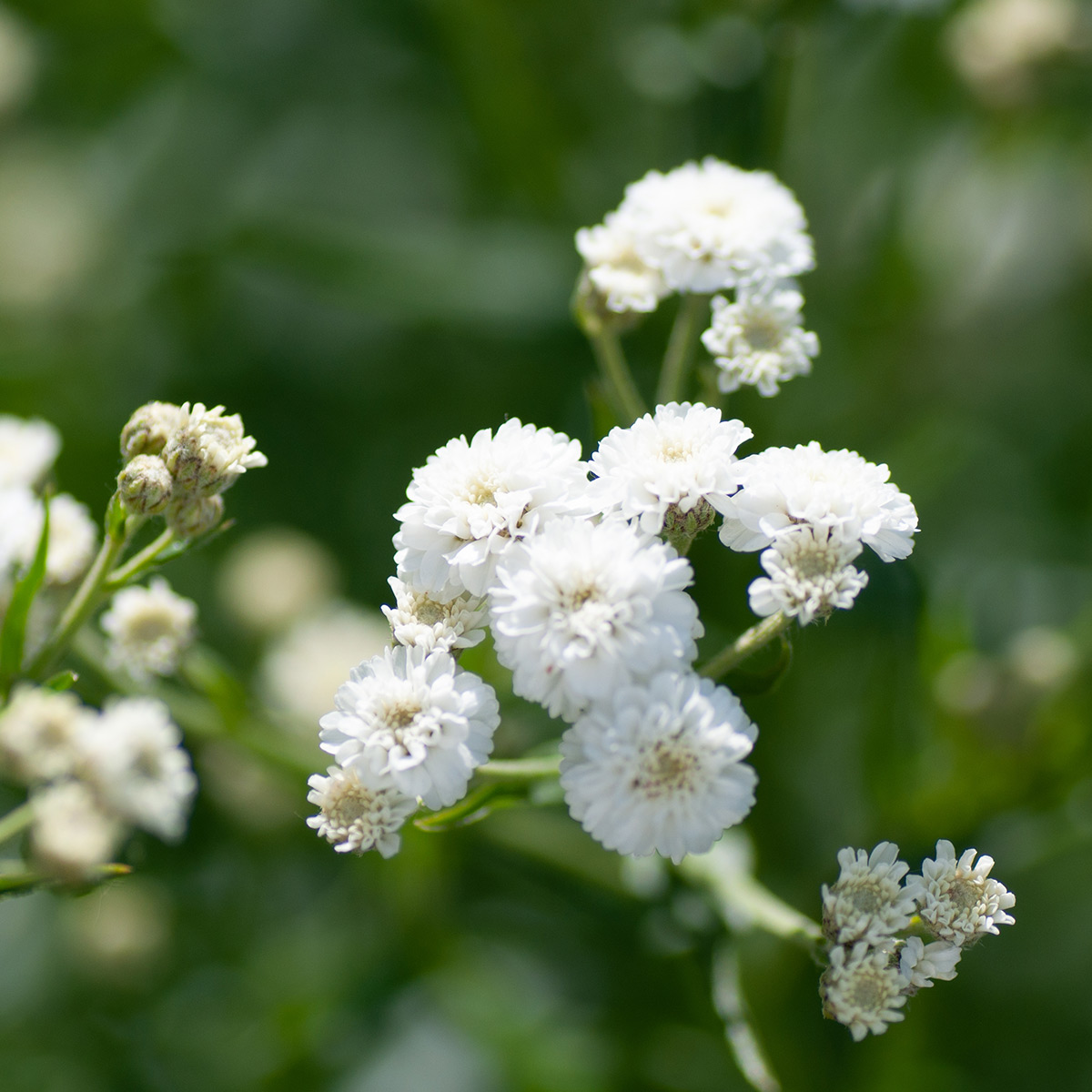 Prydnadsperenn Omnia Garden Brudslöja