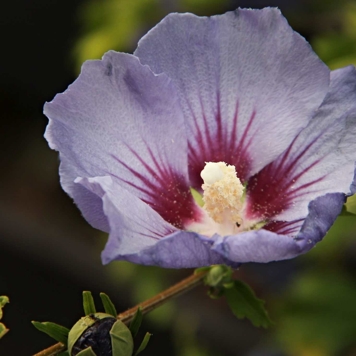 Prydnadsbuske Omnia Garden Frilandshibiskus Marina 70-80cm