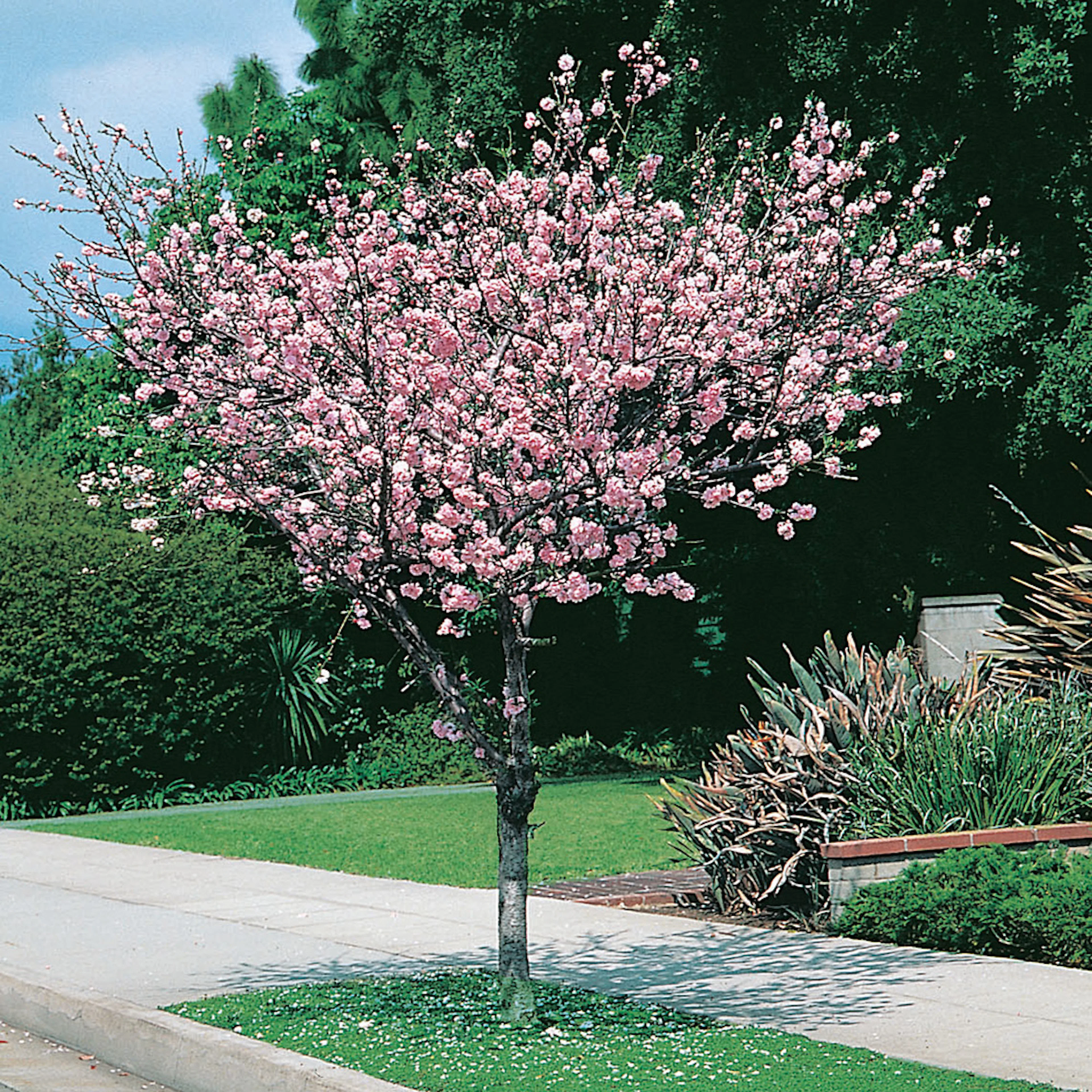Prydnadsträd Rosenmandel Omnia Garden Rosa Blomning 100-120 cm med Grönt Lövverk