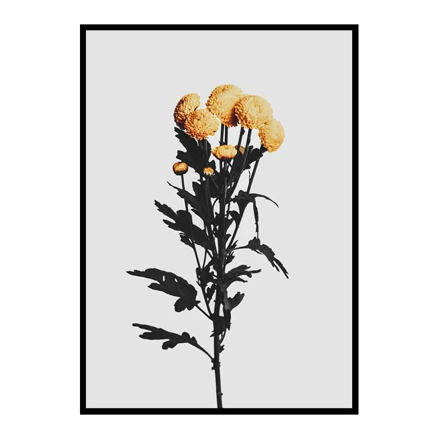 Poster Gallerix Chrysanthemum No2