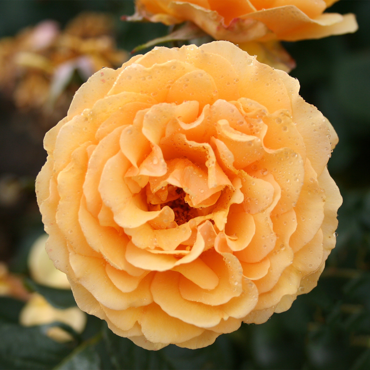 Flerblommig Rabattros Omnia Garden Bernstein-Rose