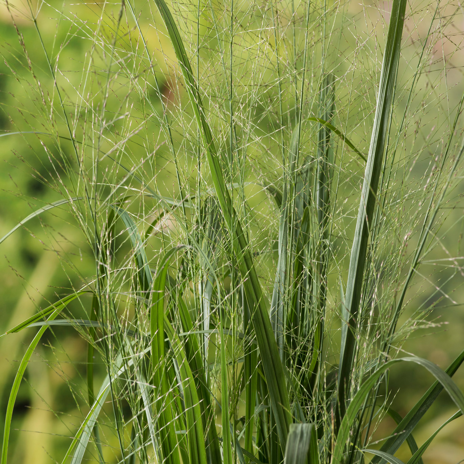 Prydnadsgräs Jättetåtel Omnia Garden Karl Foerster