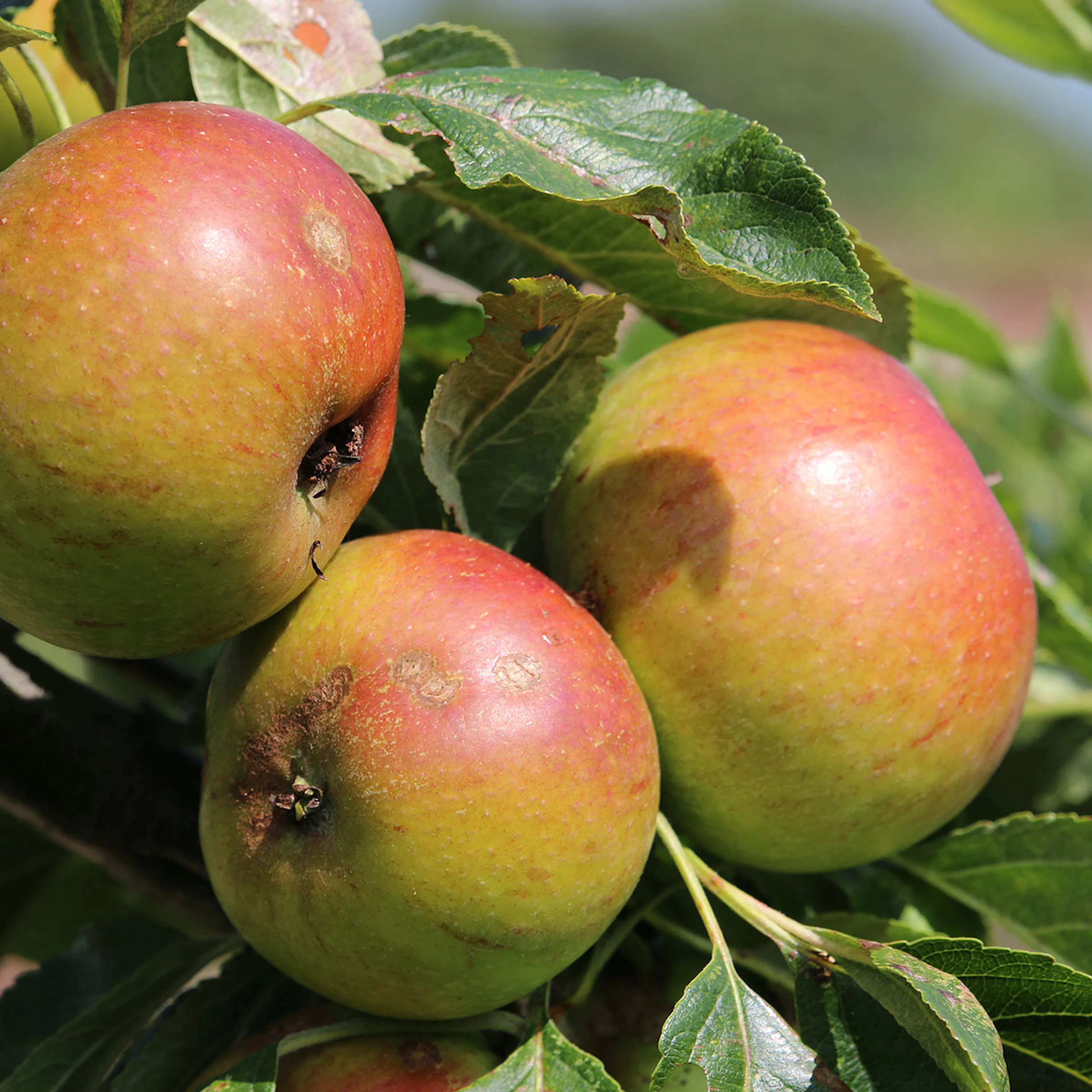Äpple 'Filippa' E, co Utan uppbindningskit