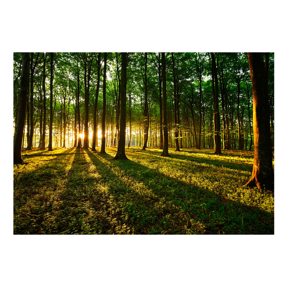 Fototapet Arkiio Mystical Morning