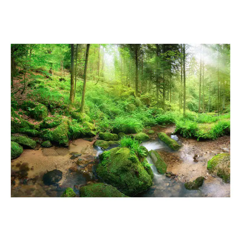 Självhäftande fototapet - Humid Forest 294x210 Storlek: 294x210 cm
