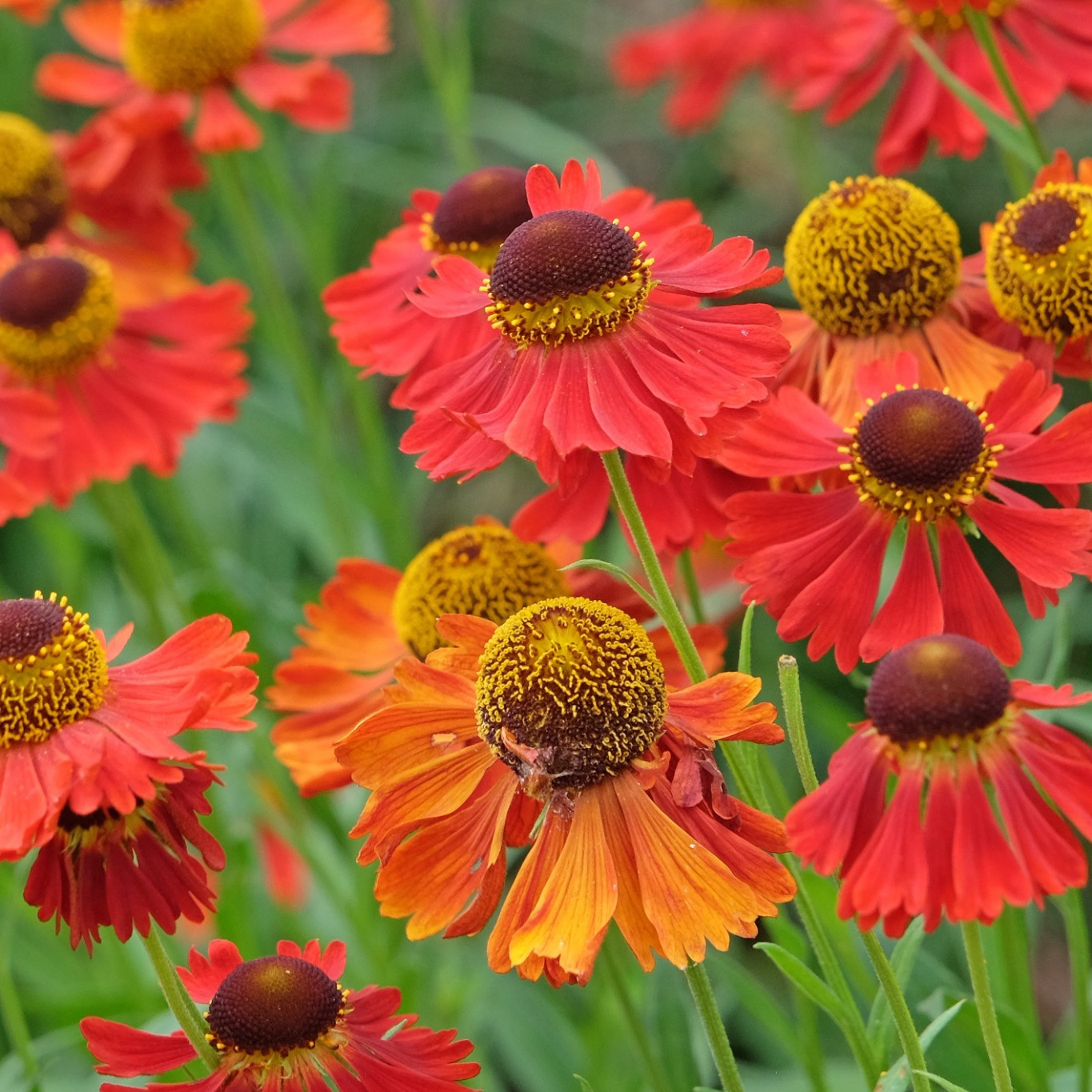 Perenn Omnia Garden Trädgårdssolbrud Helenium Autumnale Gr. Moerheim Beauty