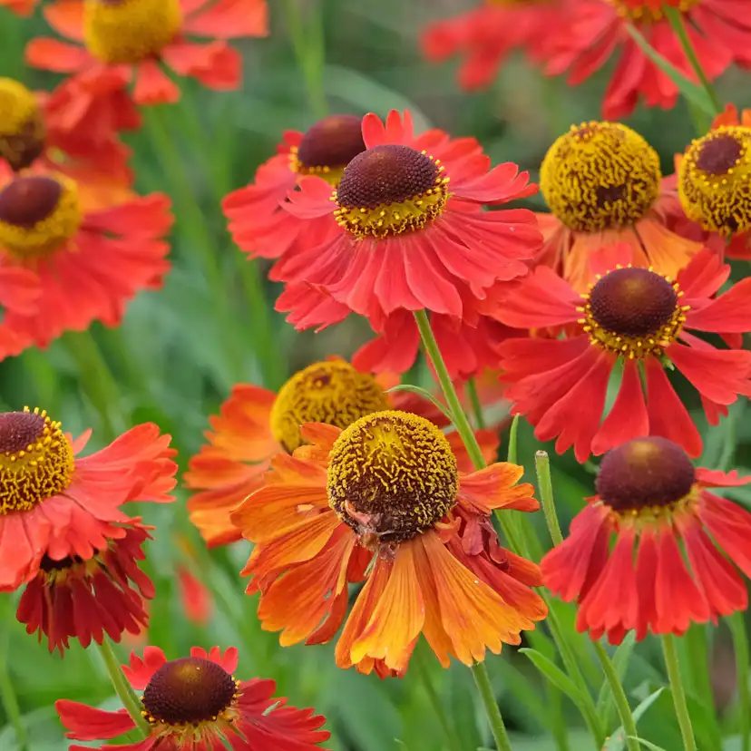 Perenn Omnia Garden Trädgårdssolbrud Helenium Autumnale Gr. Moerheim Beauty