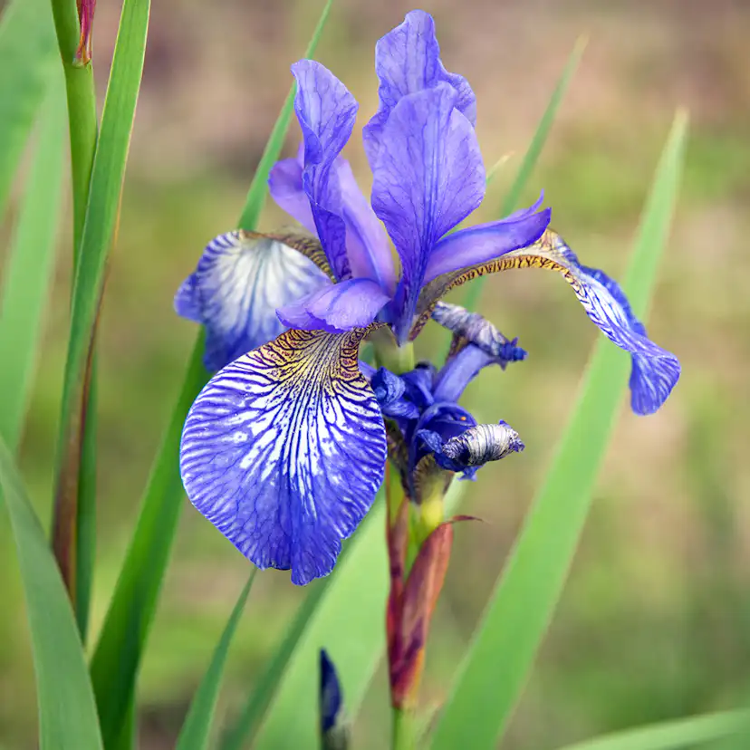 Perenn Omnia Garden Rabattiris Blue King Strandiris