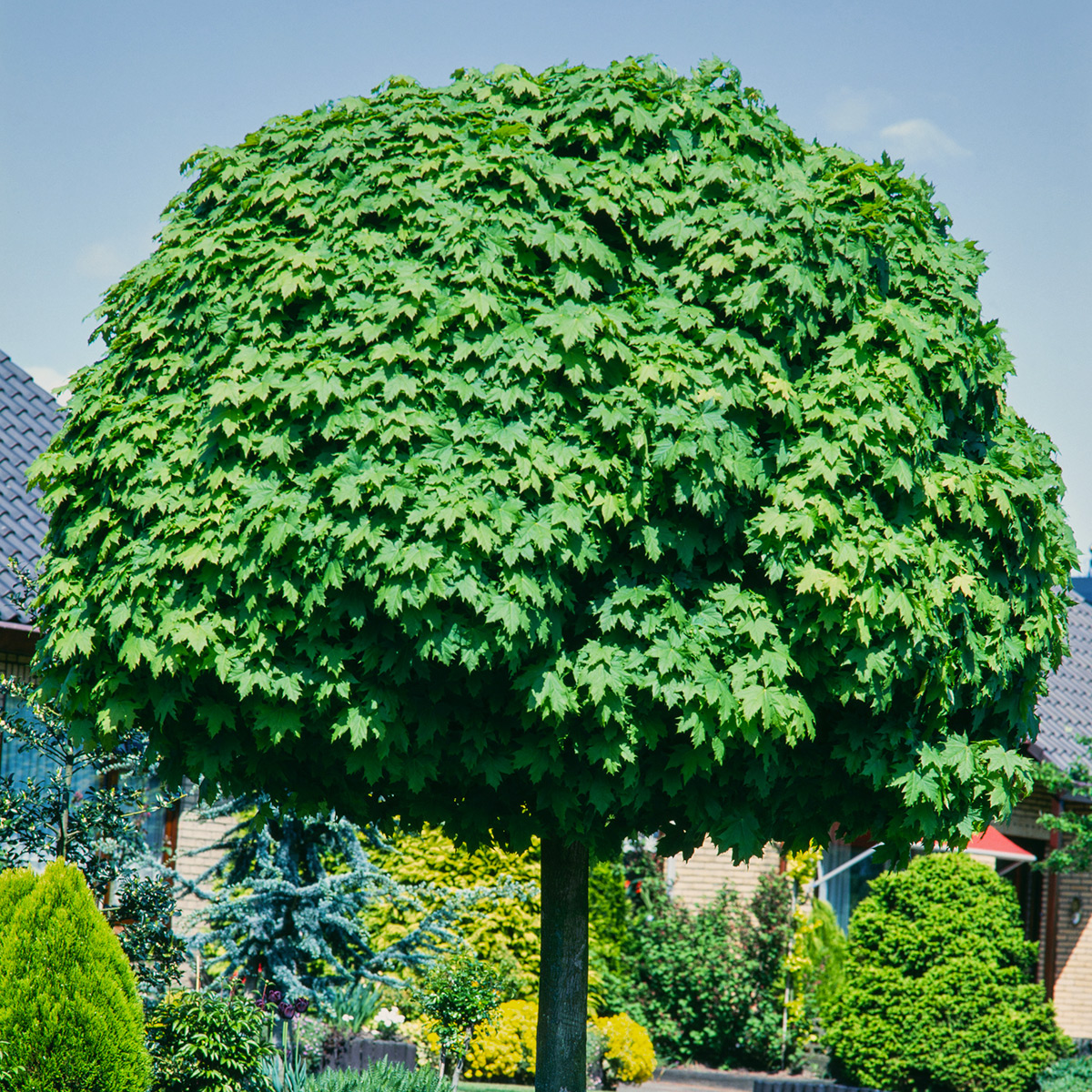 Prydnadsträd Omnia Garden Klotlönn, Grönt Lövverk & Gul Blomning, 8-10cm
