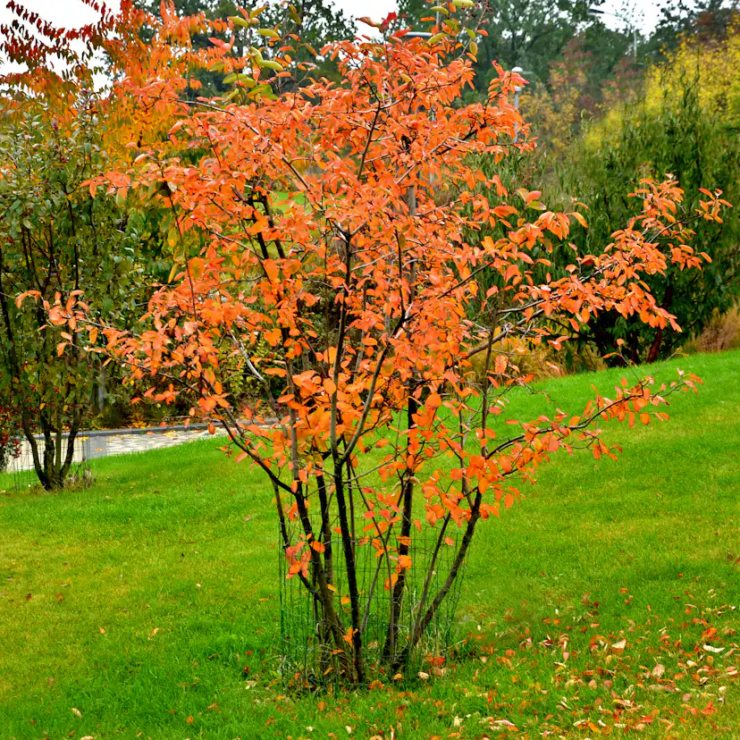 Buske Omnia Garden Häggmispel 20-40cm Krukodlade