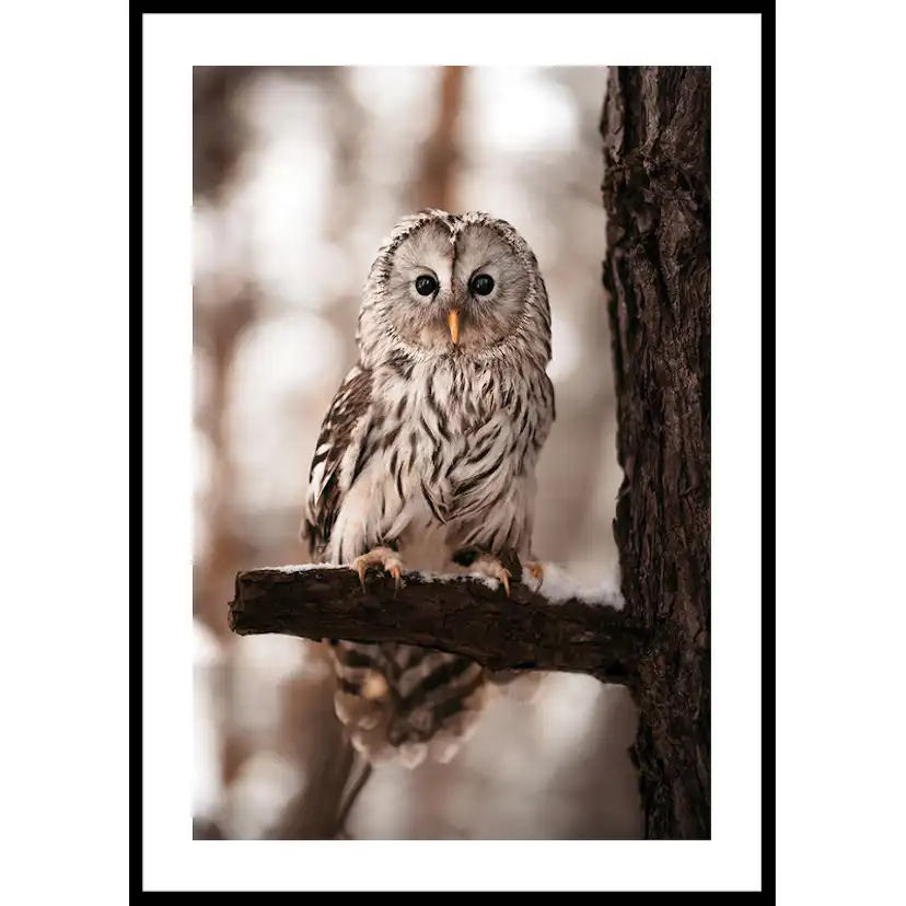 Poster Gallerix Owl