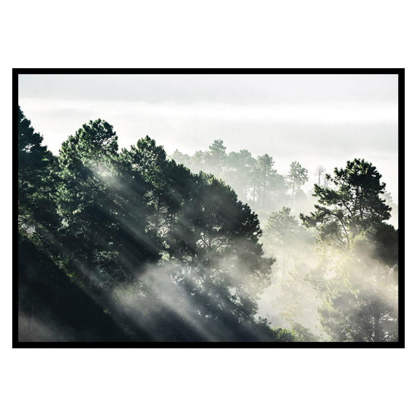 Poster Gallerix Sunlight Forest