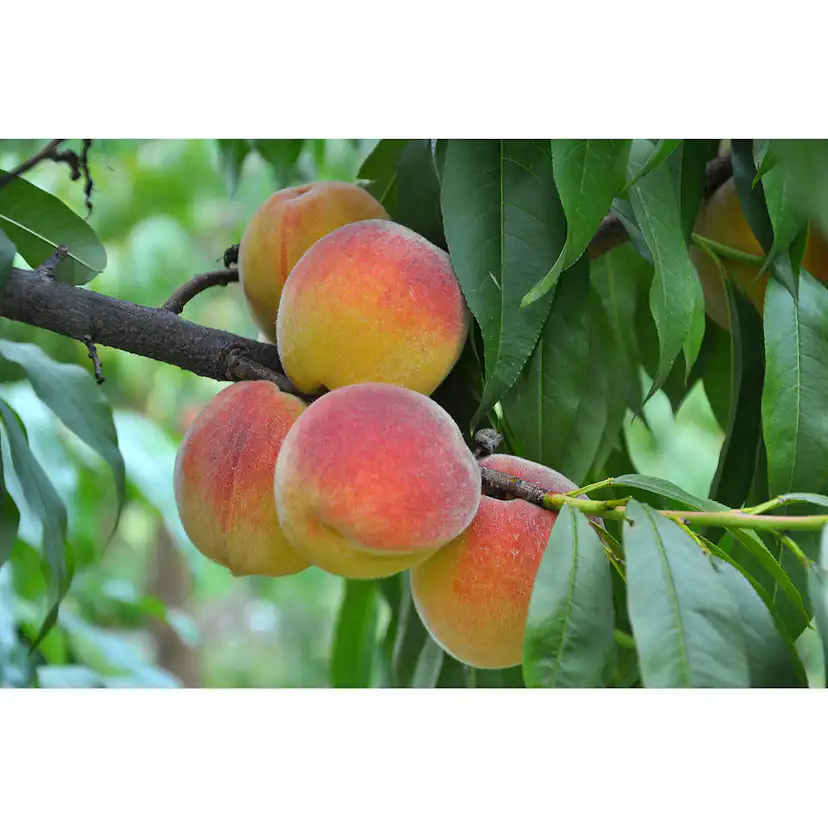 Fruktträd Omnia Garden Persikoträd Frost-Resistent, Fullvuxen 2-4m