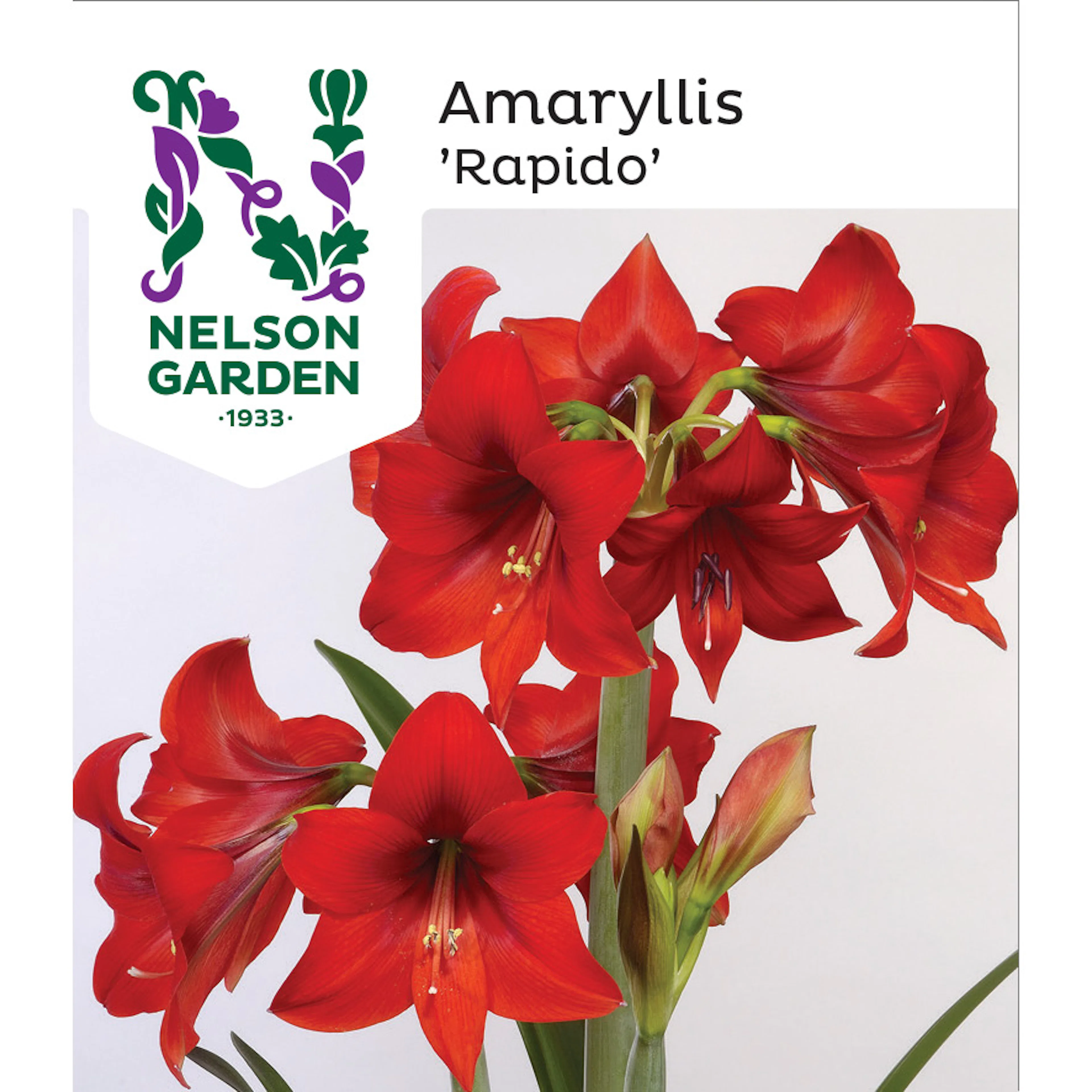 Amaryllis Rapido Nelson Garden Röd
