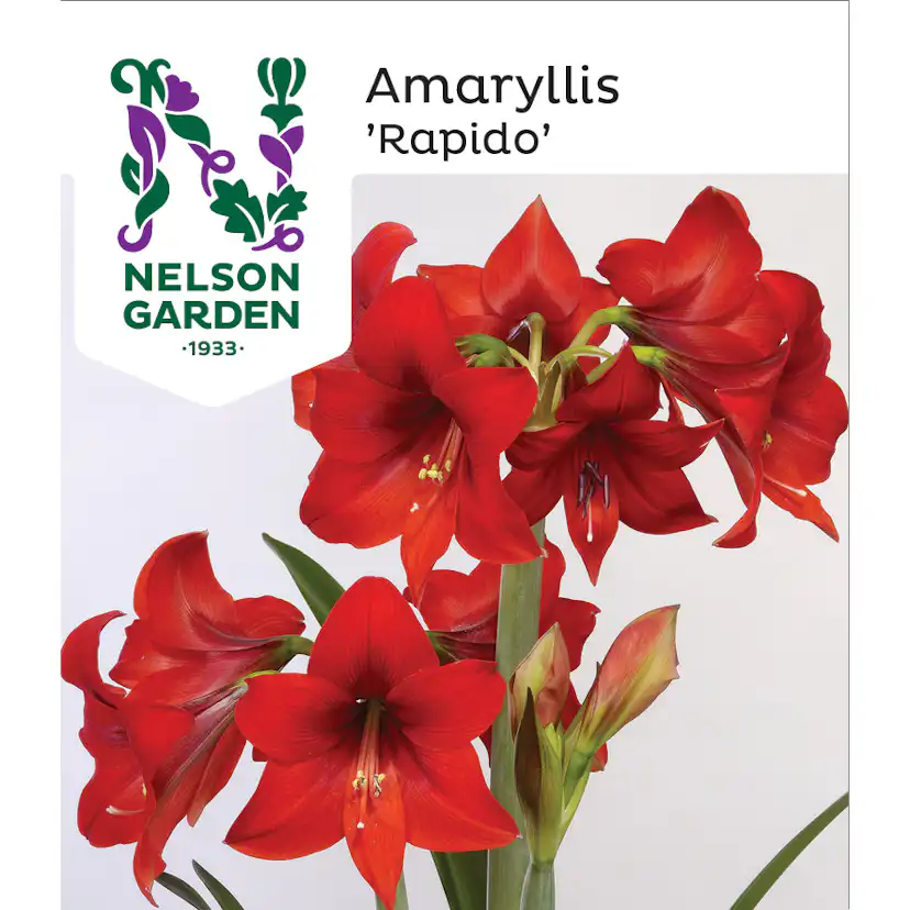 Amaryllis Rapido Nelson Garden Röd