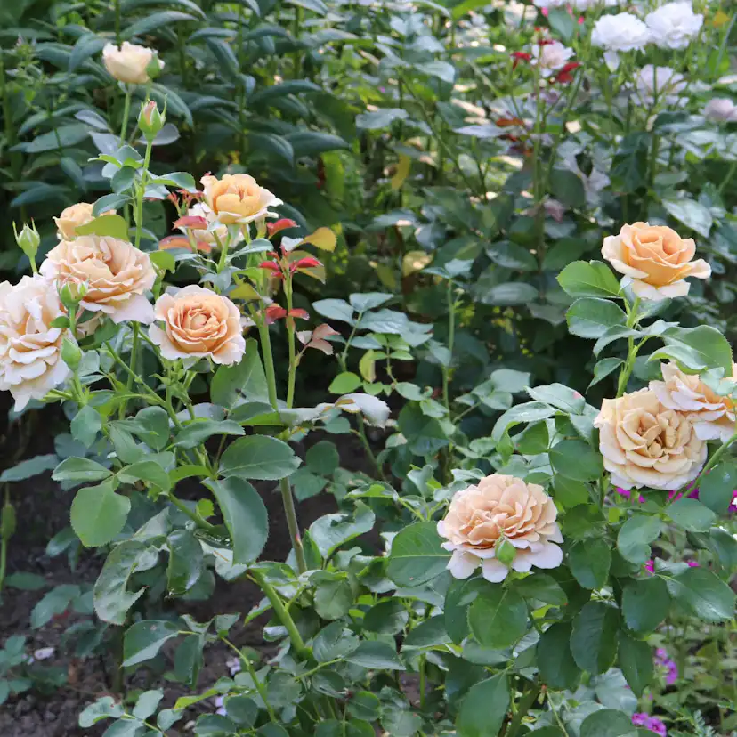 Buskros Omnia Garden Floribundaros Honey Dijon Weksproulses