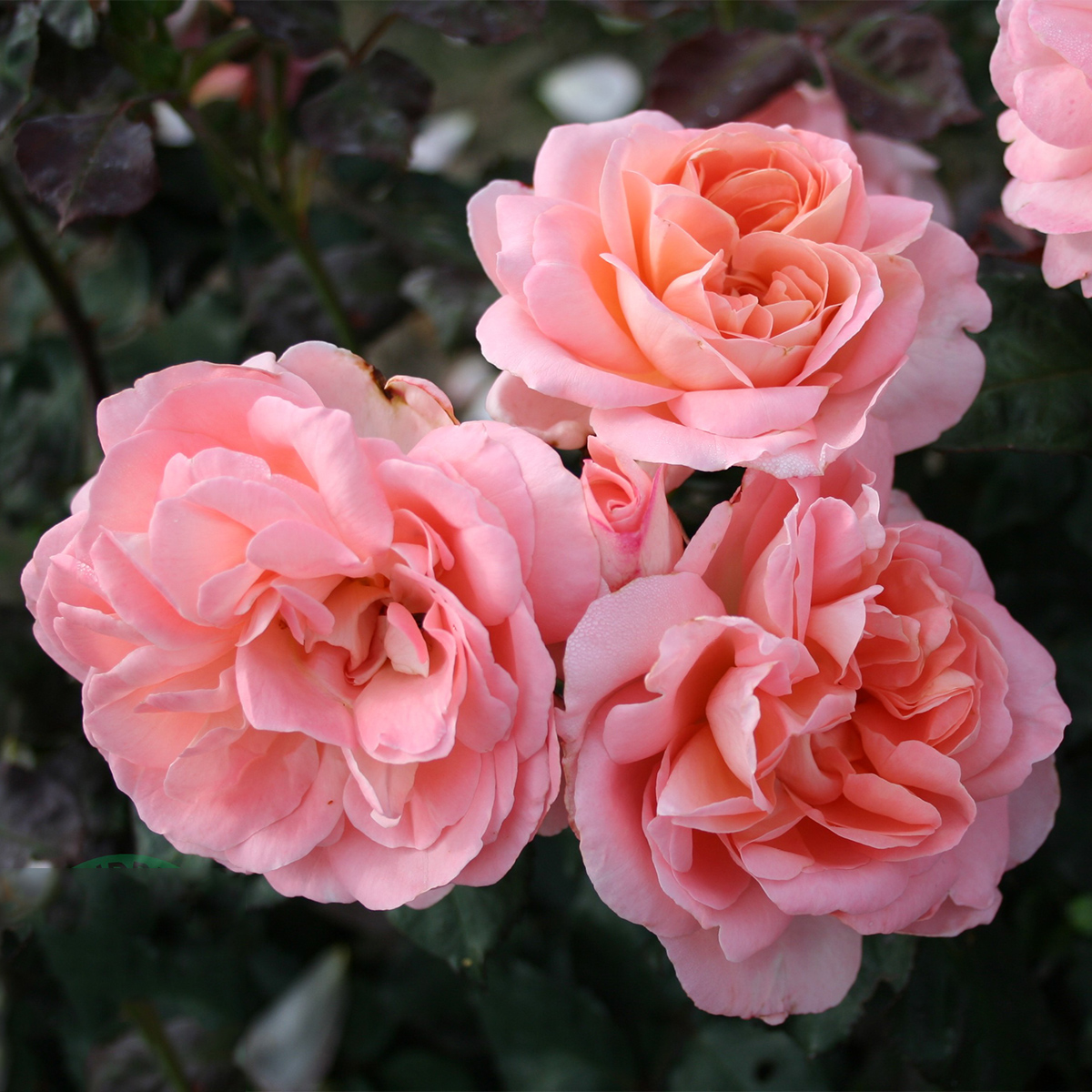 Storblommig Buskros Omnia Garden Sissel Renaissance