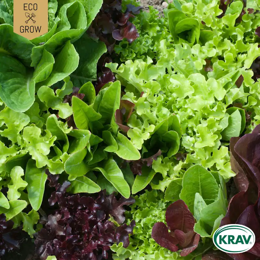 Fröpåse Eco Grow Sallat Mix Gourmet Baby Leaf Mix