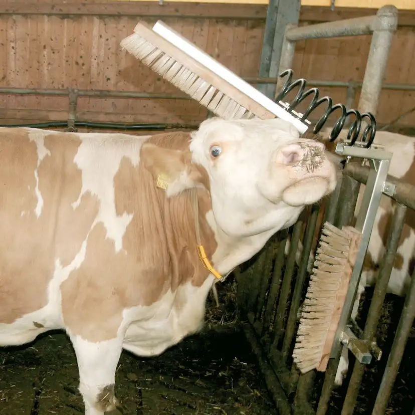 Ryktborste Kellfri för Kor