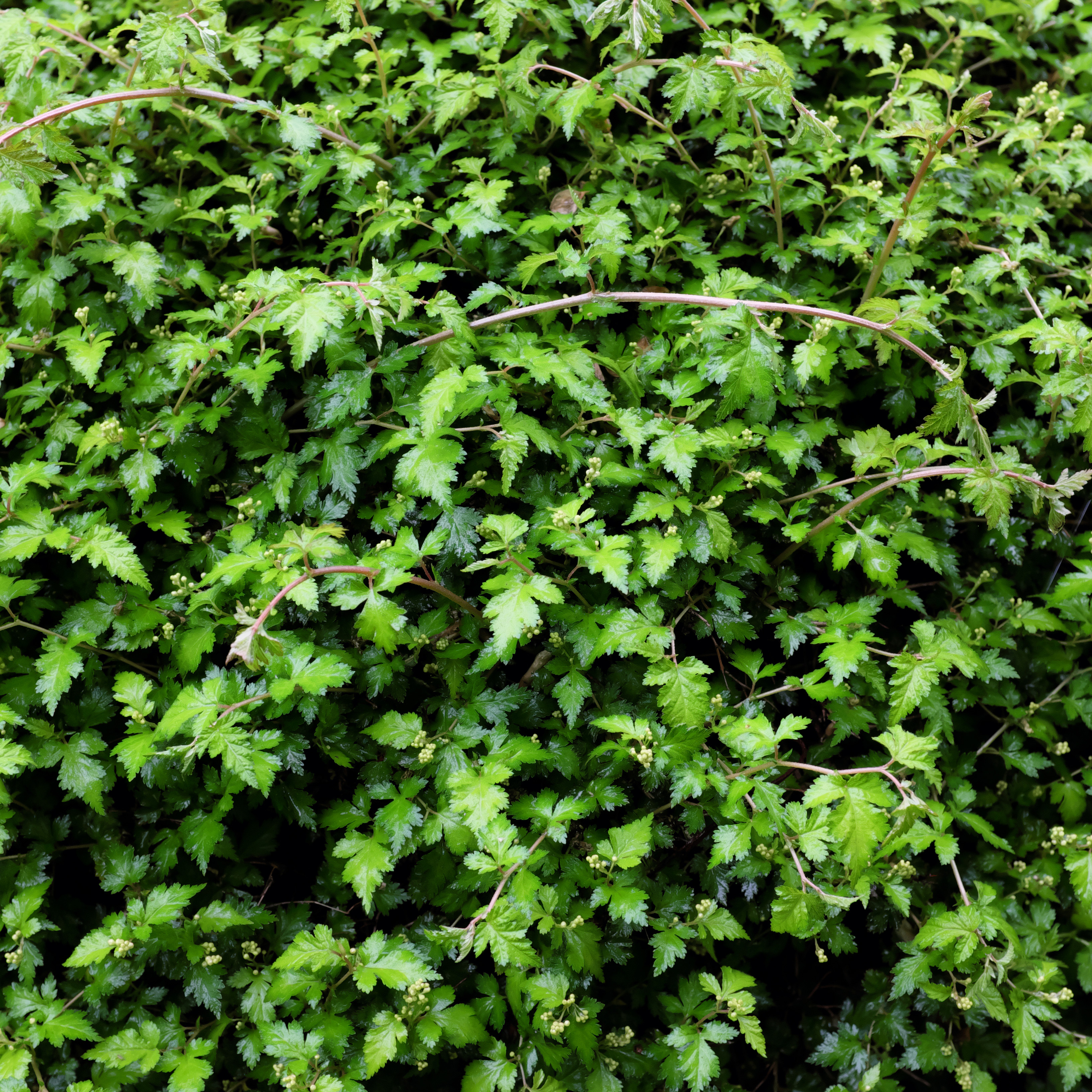 Buske Omnia Garden Stefanandra Krukodlad Liten