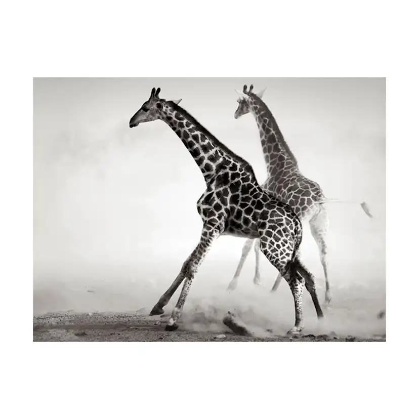 Giraffer 200x154 Storlek: 200x154 cm