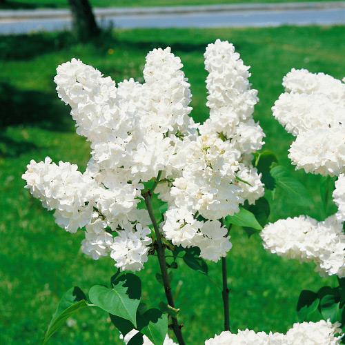 Buske Omnia Garden Syrén Vit 20-40 cm Krukodlade