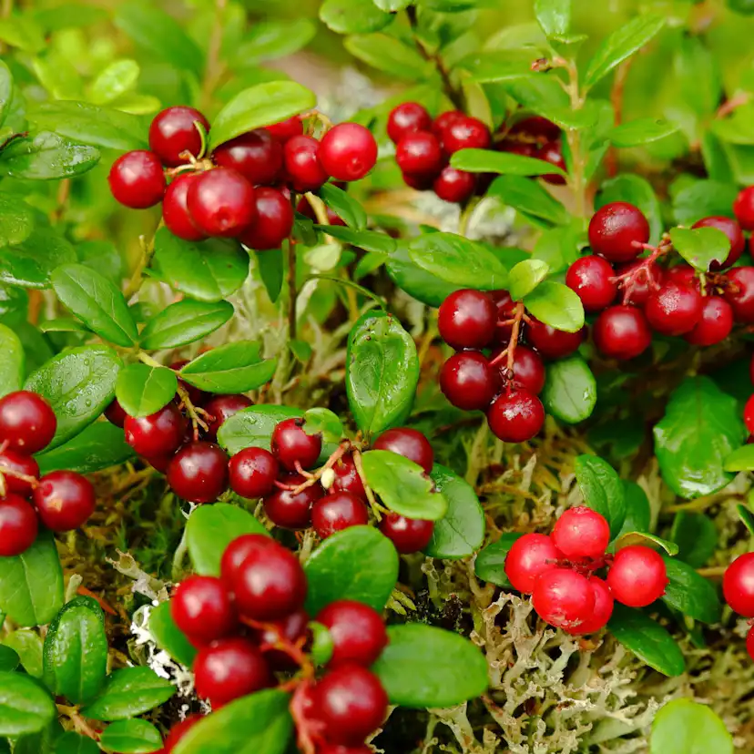 Bärbuske Omnia Garden Vaccinium Vitis-Idaea Balsgård Sussi