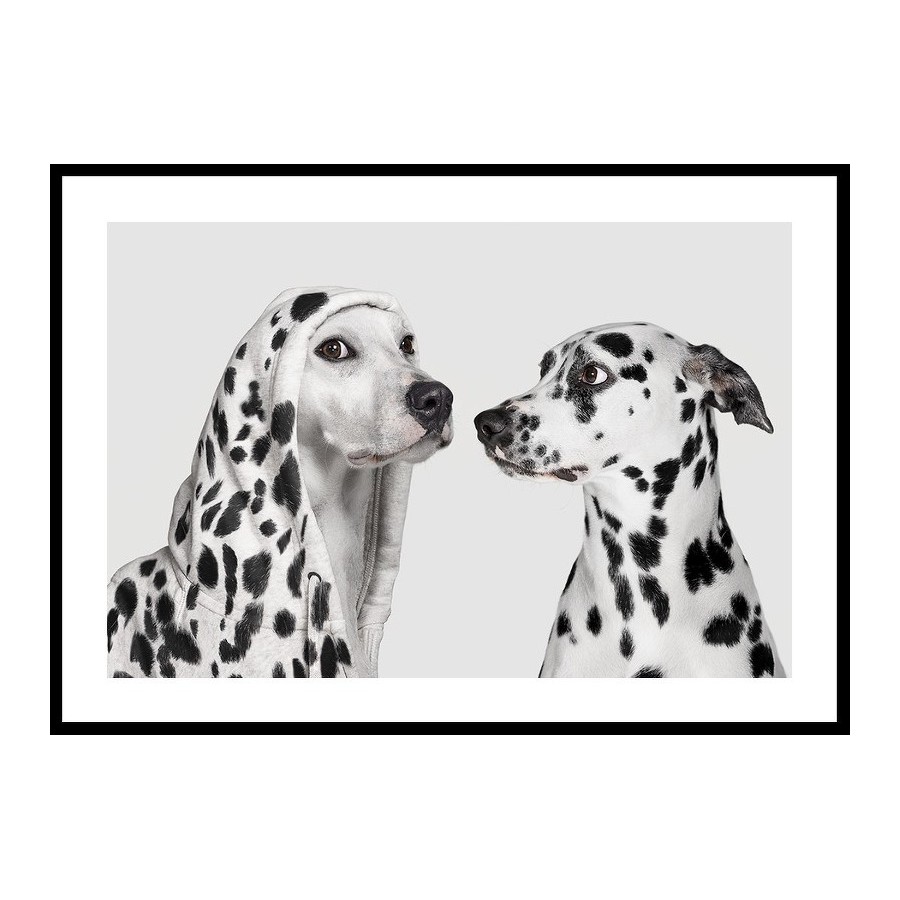 Poster Gallerix Dalmatian Dog Imposter
