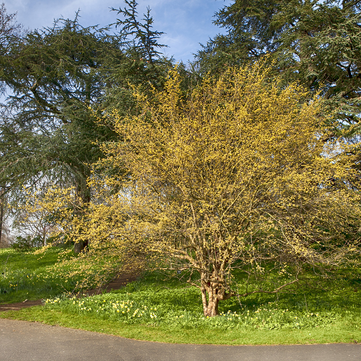 Prydnadsbuske Omnia Garden Körsbärskornell