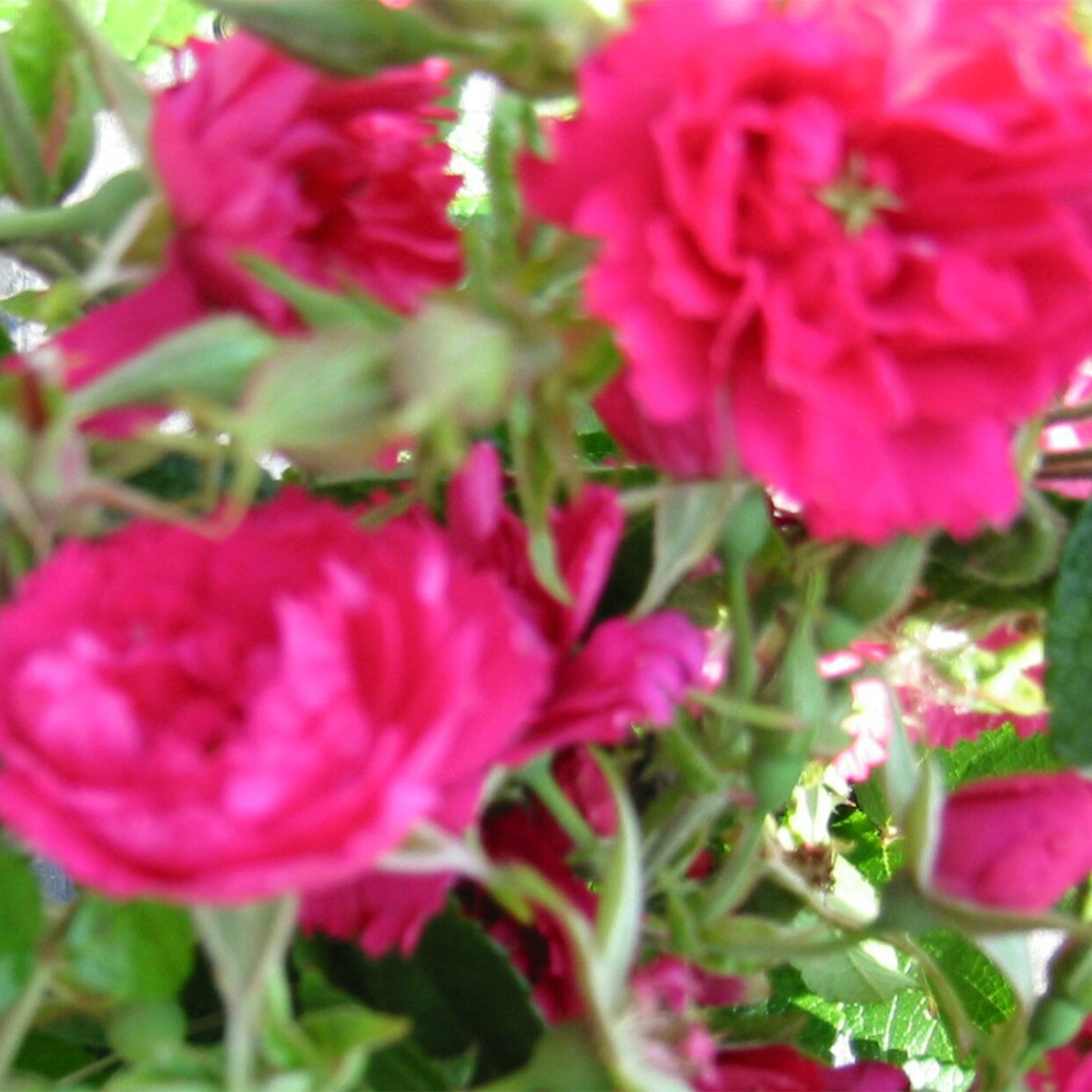 Storblommig Buskros Omnia Garden Fj. Grootendorst