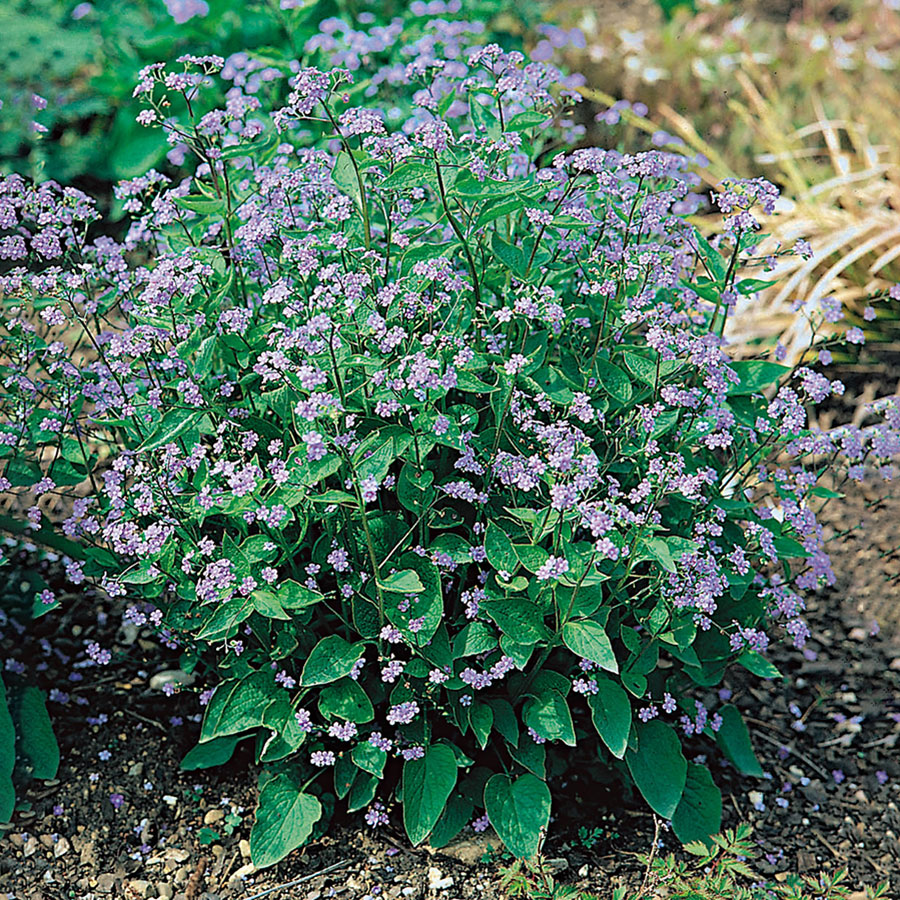 Perenn Omnia Garden Kaukasisk Förgätmigej