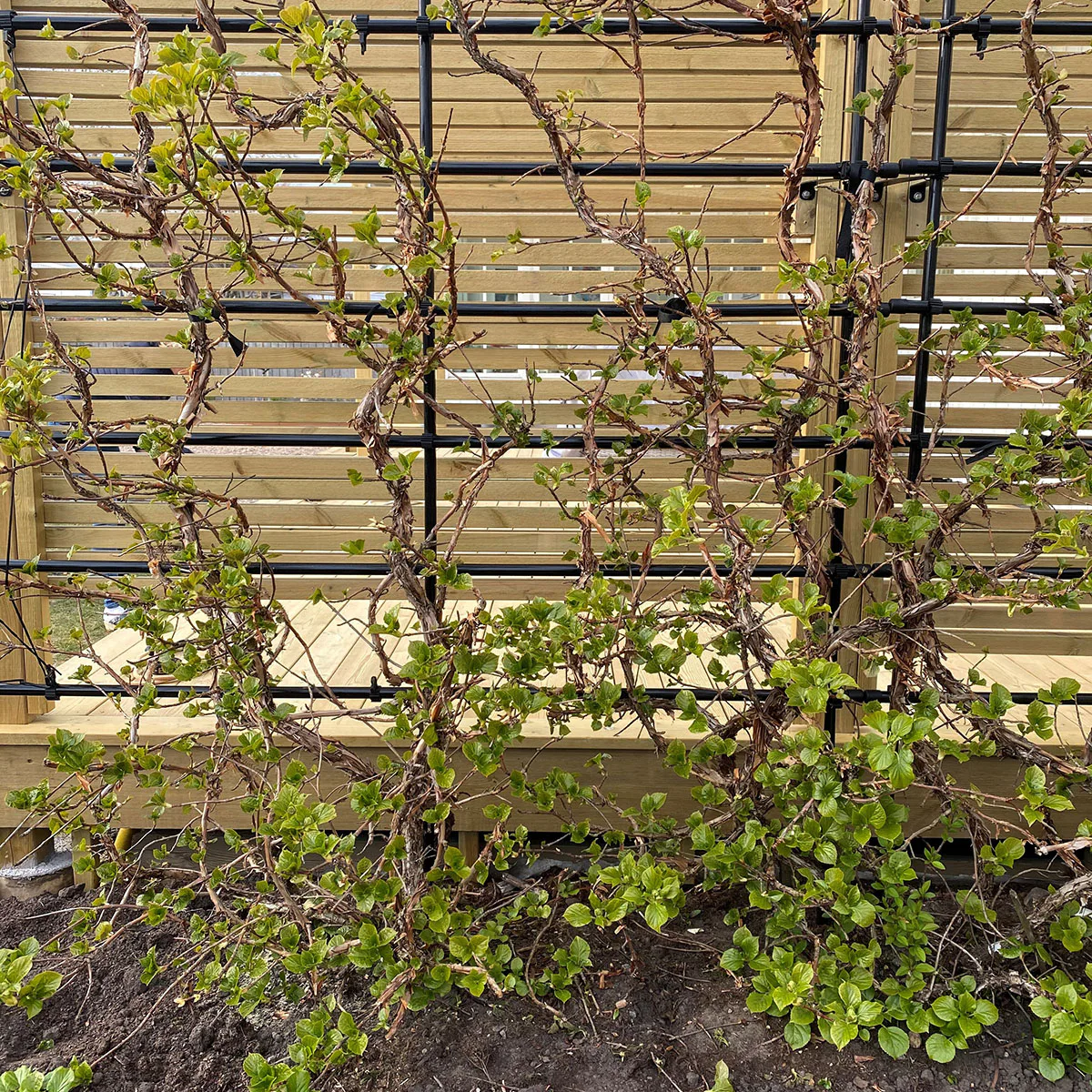Spaljé Flexigarden