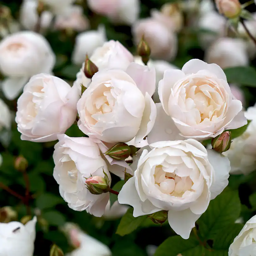 Flerblommig Buskros Omnia Garden Desdemona