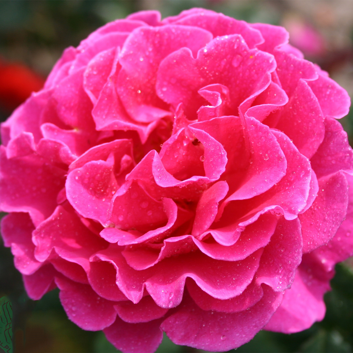 Storblommig Buskros Omnia Garden Prinsessa Alexandra