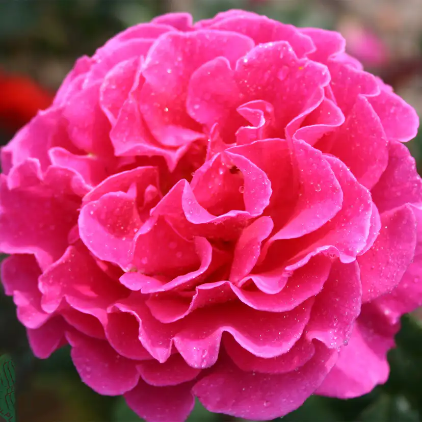 Storblommig Buskros Omnia Garden Prinsessa Alexandra