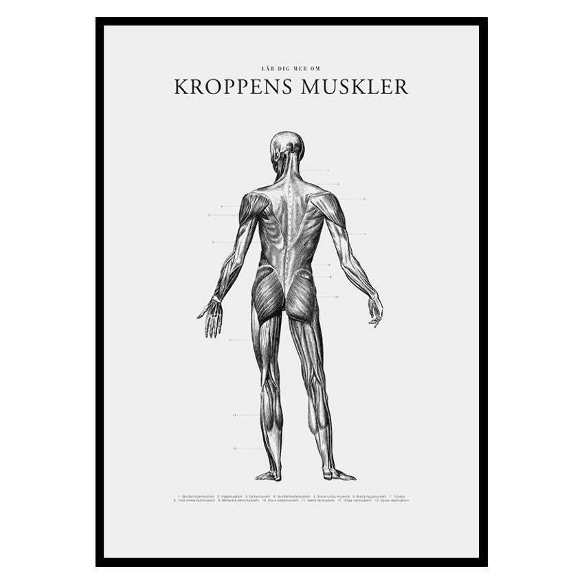 Poster Gallerix Kroppens Muskler Baksida