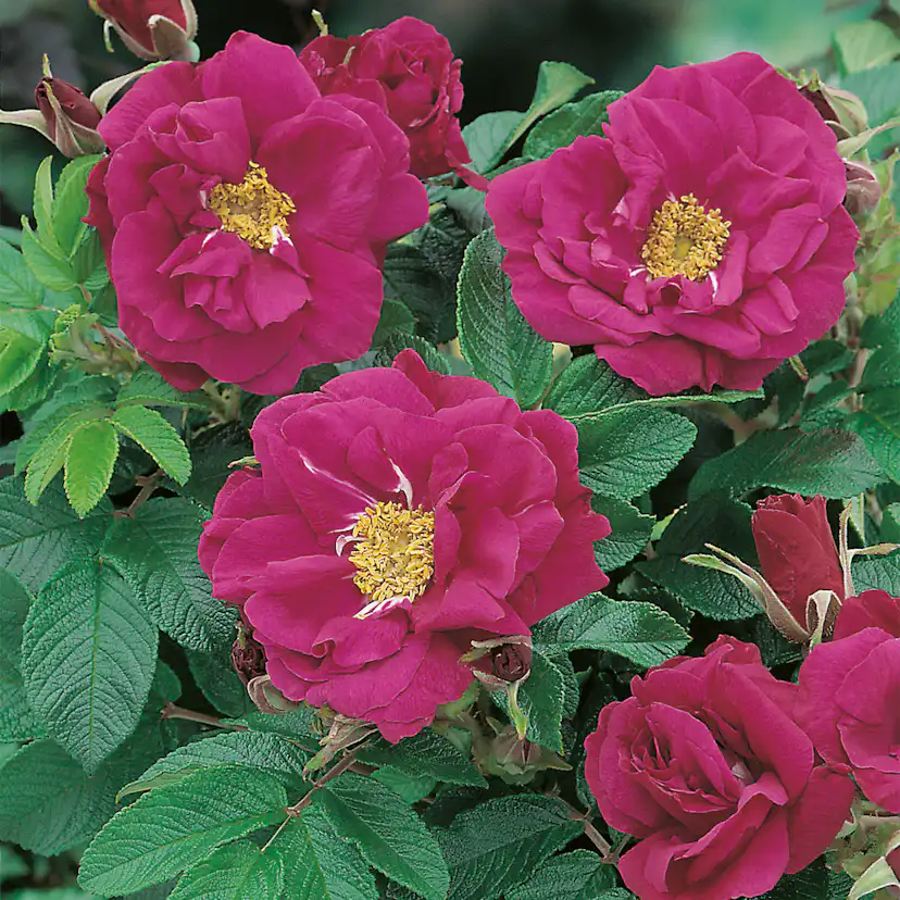 Storblommig Buskros Omnia Garden Hansa