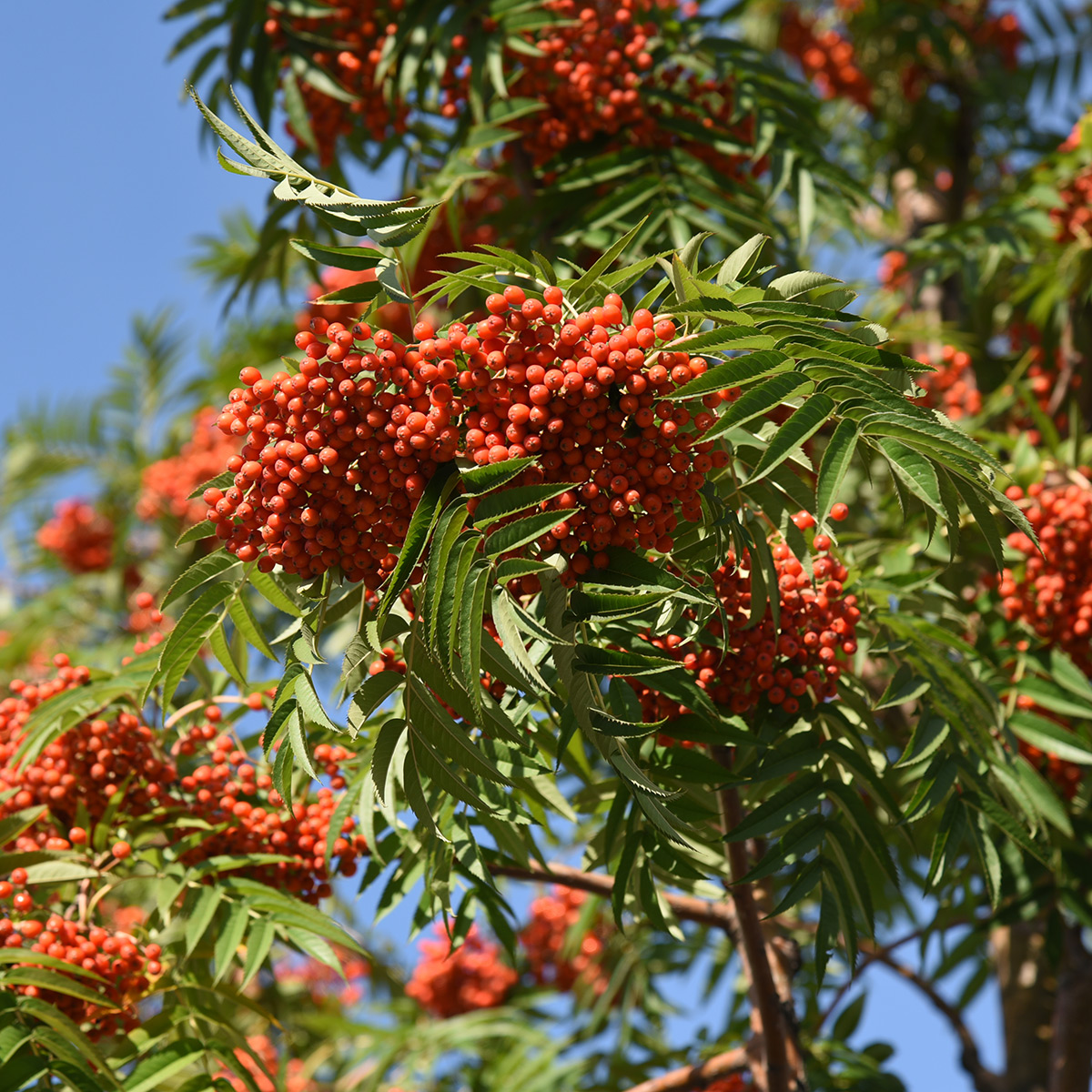 Prydnadsträd Omnia Garden Ullungrönn Dodong