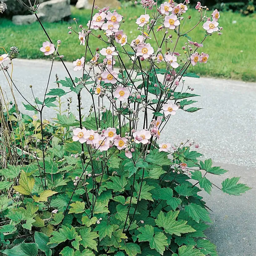Rabattblomma Omnia Garden Höstanemon Königin Charlott