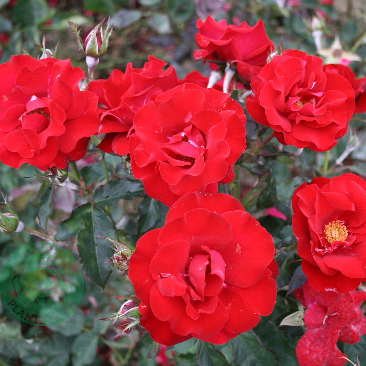 Flerblommig Rabattros Omnia Garden H.C. Andersen