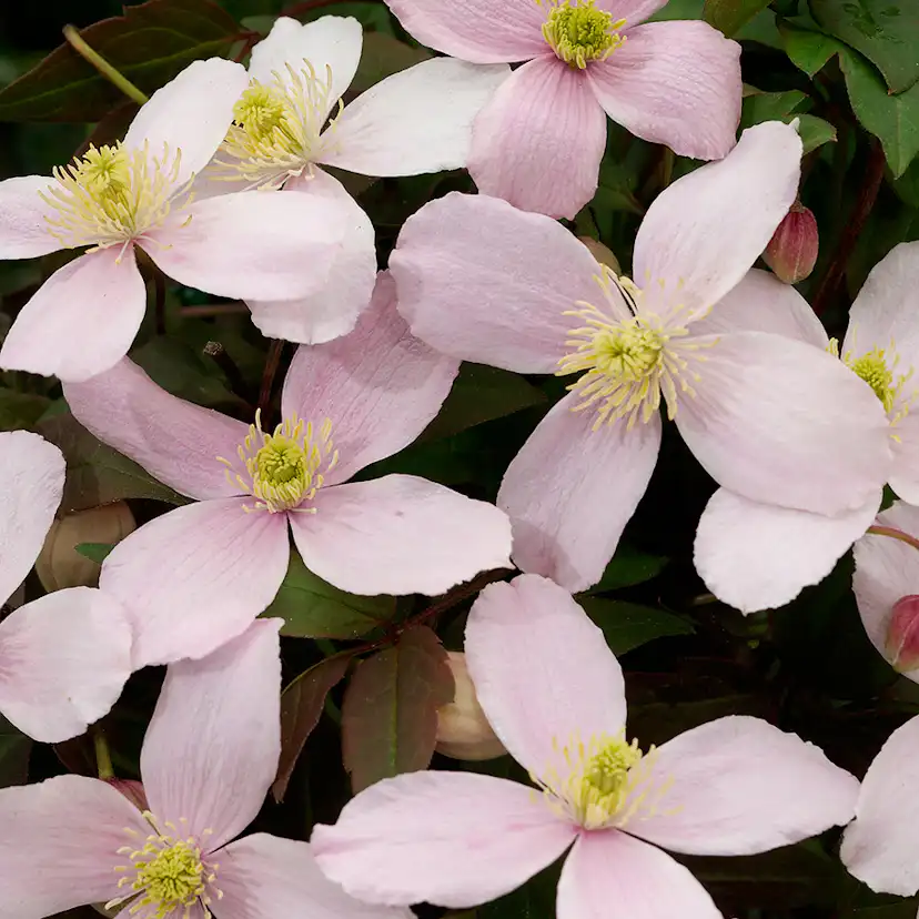 Klätterväxt Röd Bergsklematis Omnia Garden 40-60 cm