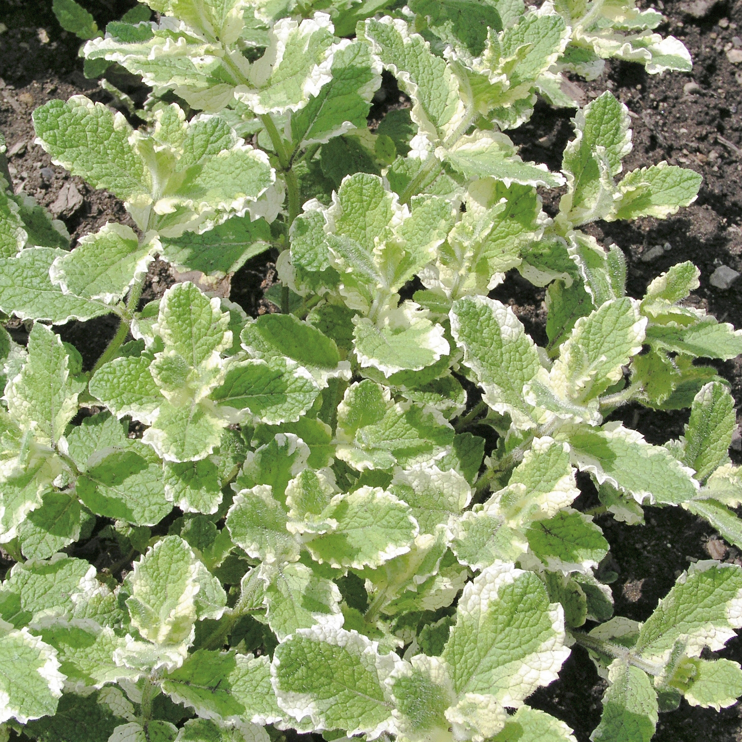 Äppelmynta Omnia Garden Brokbladig Variegata