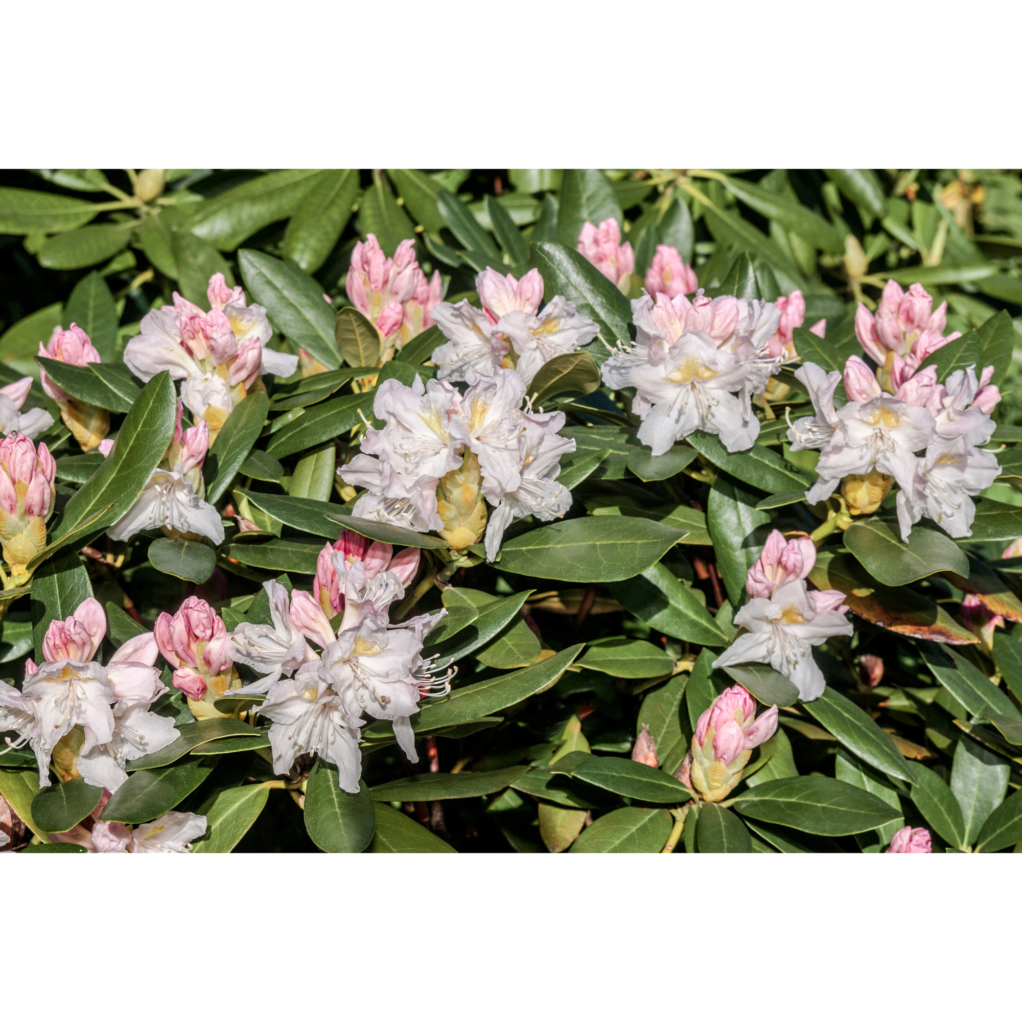 Rhododendron Omnia Garden Cunningham's White