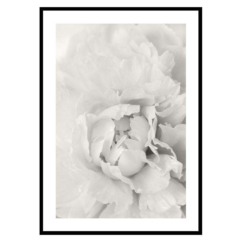 Poster Gallerix White Rose No1